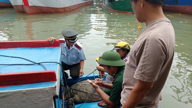 Bình Định: Con vích biển quý hiếm nặng 120kg bất ngờ dính lưới ngư phủ trên đầm Đề Gi