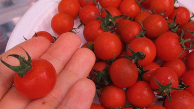 Ngỡ ngàng với loại cà chua Lâm Đồng giá nửa triệu đồng/kg