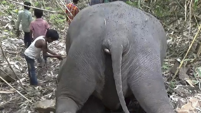 Sét lớn đánh chết 18 con voi ở Ấn Độ