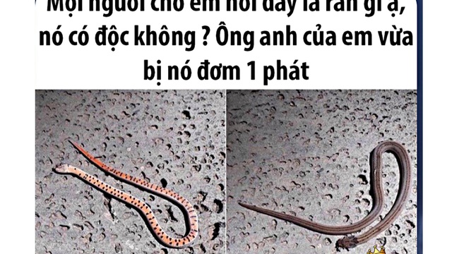 Thực hư loài rắn ngay tại Việt Nam cắn 1 phát phải đi tìm quả chuối chín để ăn, nếu muộn là 'chỉ được cúng chuối xanh'!