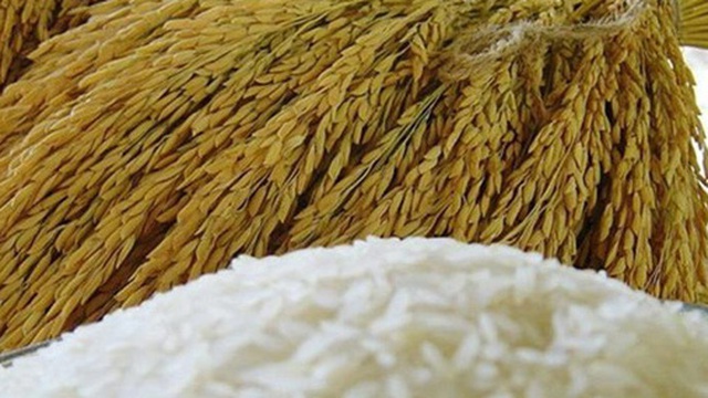 Giá gạo xuất khẩu của Việt Nam tiếp tục neo cao, một mình một hướng nhờ xuất khẩu tốt