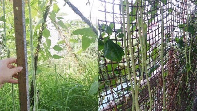 Chàng trai khoe ảnh quả đậu cô ve dài hơn nửa mét nhà mình tự trồng, dân mạng xem xong ai cũng vào "bóc mẽ" ngay một điều?