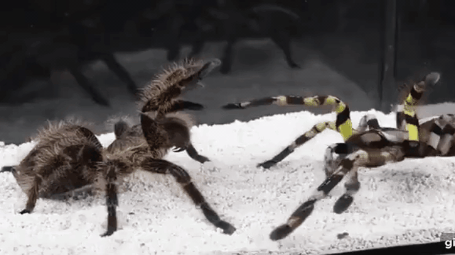 Nhốt nhện Bắc Mỹ và nhện Nam Mỹ vào lồng kính: Kẻ khiêu khích trước nhận kết cục tơi bời!
