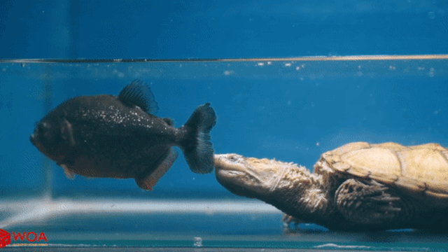 Rùa cá sấu 'răng đấu răng' với cá Piranha, kẻ thua cuộc bị rỉa từng miếng thịt