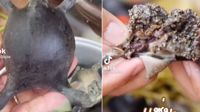 Người Thái sở hữu 1 món ''siêu kinh dị'', có người vừa thấy đã ''ngất xỉu'' tại chỗ nhưng ở Việt Nam cũng ăn con vật này?