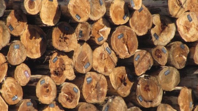 Việt Nam nhập khẩu loại gỗ nào nhiều nhất?