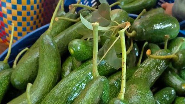 Đặc sản Tây Nguyên: Bơ giảm giá không phanh, bí đỏ phải chào bán cho gia súc
