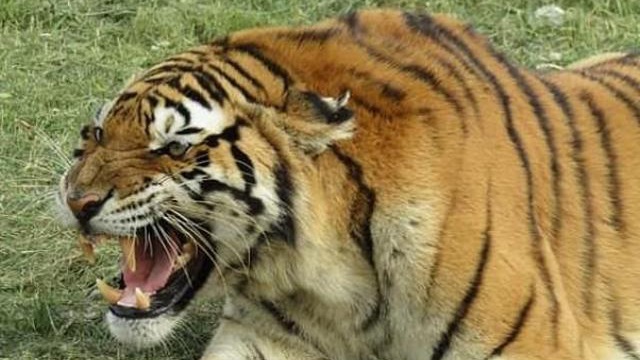 Hổ Siberia nhảy qua hàng rào điện cao 3,6 mét, cắn chết người, giết một con hổ khác