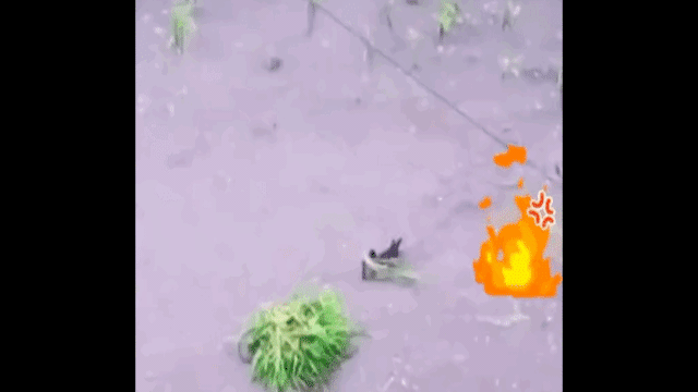 Clip: Chú vịt "mất nết" nhổ hết lúa nông dân vừa trồng cấy