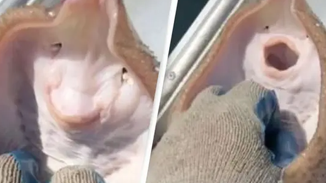 Clip: Bắt được chú cá đuối, ngư dân cù không ngừng để nó ''cười'' khiến con vật chết vì ngạt thở