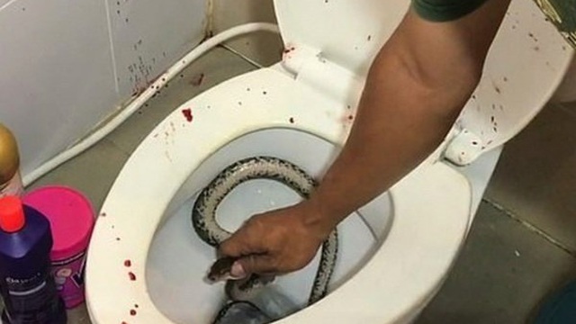 Ấn nút xả bồn cầu, cô gái choáng váng khi phát hiện con rắn "khủng"