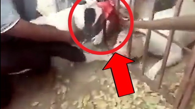Dù bị ngăn bởi song sắt, chó Pitbull vẫn khiến đối thủ đổ máu "đầm đìa"