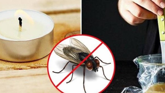 5 mẹo đuổi ruồi sạch bách ra khỏi nhà, không lo tốn kém