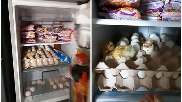 Mua trứng về nhà dự trữ trong mùa dịch, lúc mở tủ lạnh ra kiểm tra thì thanh niên mới tá hoả vì cảnh tượng kinh hoàng trước mặt