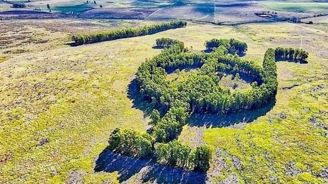 Khu vườn bạch đàn kết thành hình thù độc lạ nổi tiếng nhờ Google Earth
