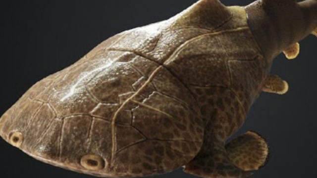 Trung Quốc phát hiện dấu tích loài cá da cứng như áo giáp và có 'họ hàng' ở Việt Nam