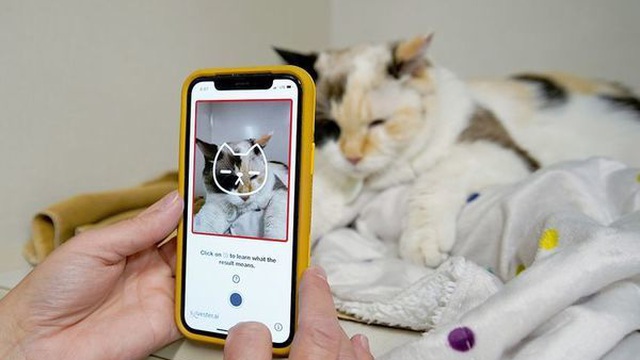 Ứng dụng độc đáo nhận biết mèo cưng của bạn có hạnh phúc không