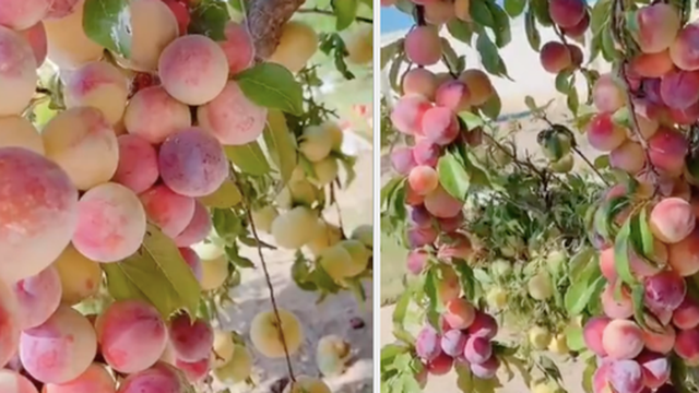 Cây đào "đột biến" cho hàng trăm quả mọc kín từ thân lên đến cành, dân mạng trầm trồ: Ở Việt Nam thì không còn một trái!