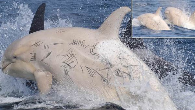 Phát hiện cặp cá voi sát thủ trắng quý hiếm ngoài khơi bờ biển Nhật Bản