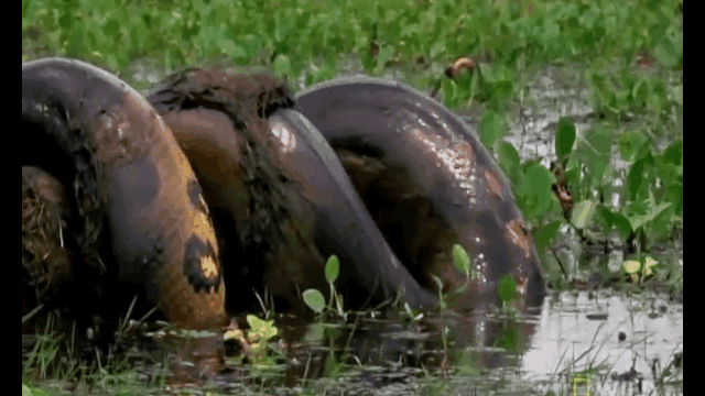 Clip: Kinh hãi cảnh trăn Anaconda giết chết chuột khổng lồ nặng 70kg