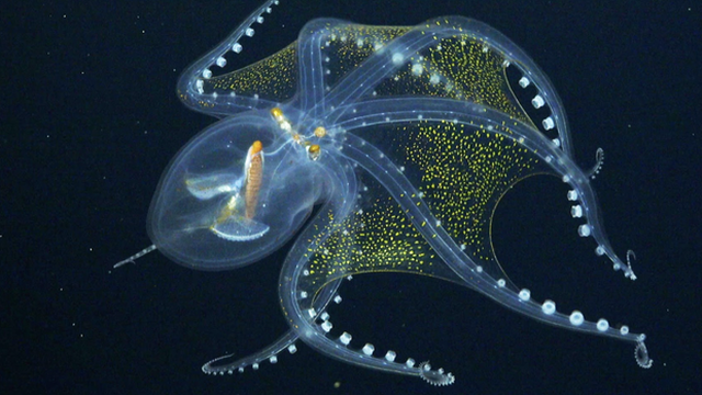 Phát hiện "bạch tuộc thủy tinh" ở Thái Bình Dương