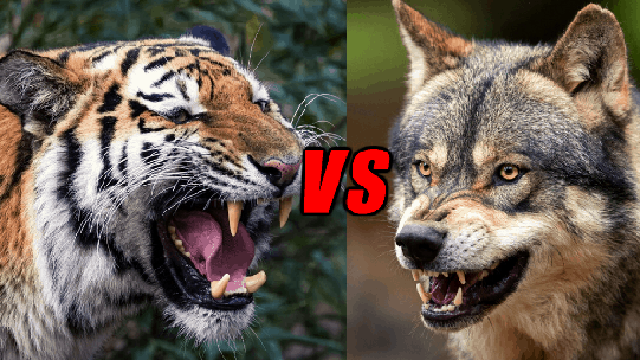 'Một bầy sói có thể hạ gục được một con hổ', vậy chó sói có phải là thiên địch của hổ không?