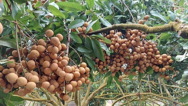 Nhãn lồng Hưng Yên bay sang Singapore giá 220 nghìn đồng/kg không đủ bán