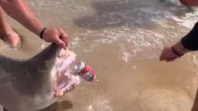 Video: Nhóm thanh niên nắm đầu cá mập hổ, dùng để "khui" bia tiêu khiển