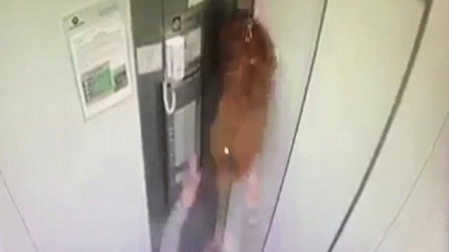 Video: Chủ sơ ý khiến chó bị "treo cổ" trong thang máy