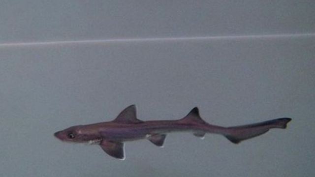Hai con cá mập cái sống chung nhau 10 năm không có cá đực, bất ngờ sinh ra một cá mập con