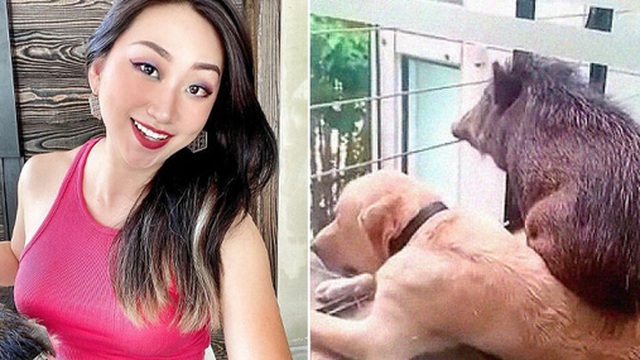 Ra khỏi nhà ''vấp'' phải chú lợn rừng tí hon, gái xinh mang về chăm thế là có ngay con pet nghịch như quỷ sứ
