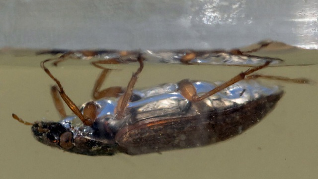 Các nhà khoa học đã quan sát được một con bọ cánh cứng đi trên mặt nước, nhưng theo chiều ngược lại