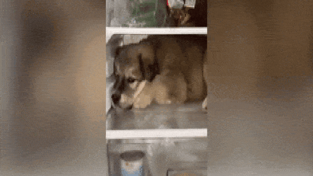 Video: Trời nắng nóng khó chịu, chú chó thản nhiên chiếm luôn 1 ngăn tủ lạnh nằm cho mát