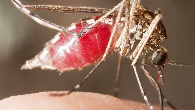 Chuyện gì sẽ xảy ra nếu chúng ta "xóa sổ" toàn bộ loài muỗi?
