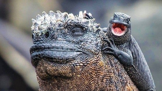 Quần đảo Galapagos: Thế giới thời tiền sử ở Thái Bình Dương!
