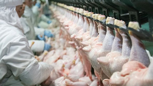 Báo cáo gây sốc: 99% số gà siêu thị mắc căn bệnh này, dấy lên tranh cãi về cách chăn nuôi 'siêu tốc' ở Mỹ
