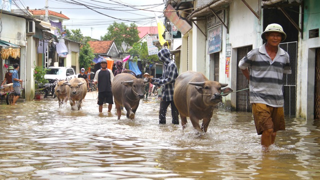 Cận cảnh 'rốn lũ' ở Nghệ An, nơi hơn 3000 hộ dân vẫn đang ngập chìm trong nước 3 ngày qua