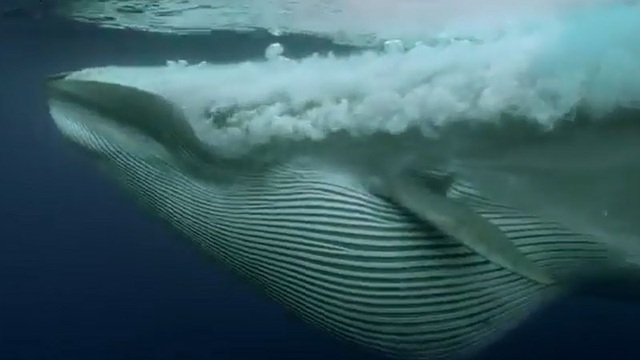 Clip: Cá voi khổng lồ nuốt gọn “đại tiệc” của 5 loài động vật