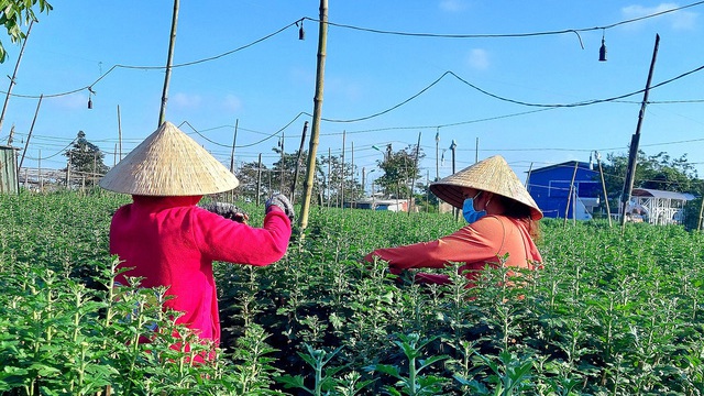 Việc nhẹ lương cao từ nghề ‘ngắt hoa, bẻ nụ’ những ngày giáp Tết