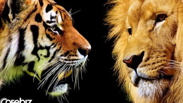 Bạn đang ở vách vực, bên trên là hổ gầm, dưới vực là sư tử đói: Làm thế nào để toàn mạng?