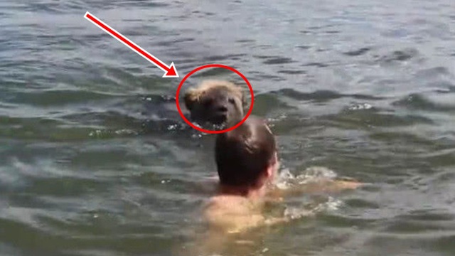 Gấu nâu lao về phía người đàn ông đang bơi, cảnh tượng sau đó khiến ai cũng 'tròn mắt'