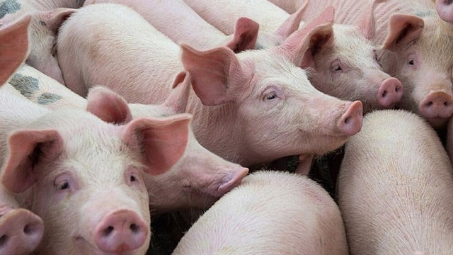 Giá lợn hơi tăng đồng loạt, tiến sát mốc 60.000 đồng/kg