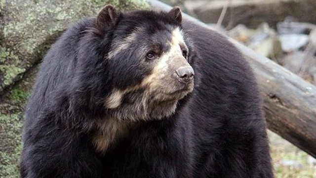 Những loài gấu to lớn nhất còn tồn tại trên Trái đất