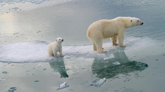Lời cảnh tỉnh cho nhân loại từ số phận mong manh của loài gấu Bắc Cực