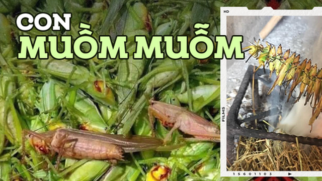 Đặc sản đồng ruộng xuất hiện khi mùa lúa chín, giá gần 300 nghìn/kg mà ai cũng thích mua