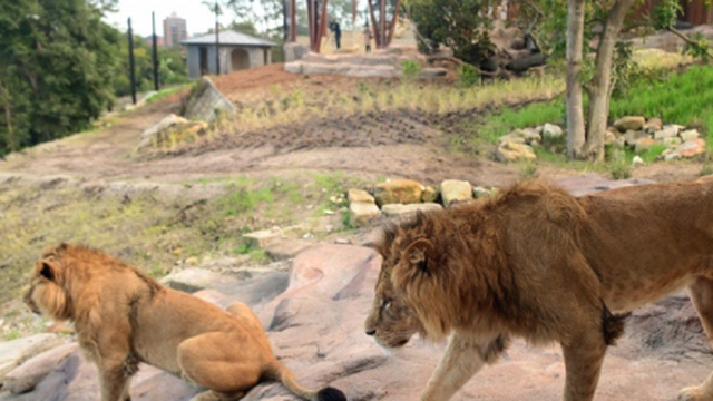 5 con sư tử thoát khỏi khu vực nuôi giữ trong vườn thú ở Australia