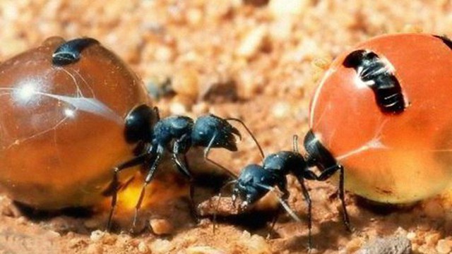 Honeypot: Loài kiến ​​duy nhất trên thế giới sản xuất mật