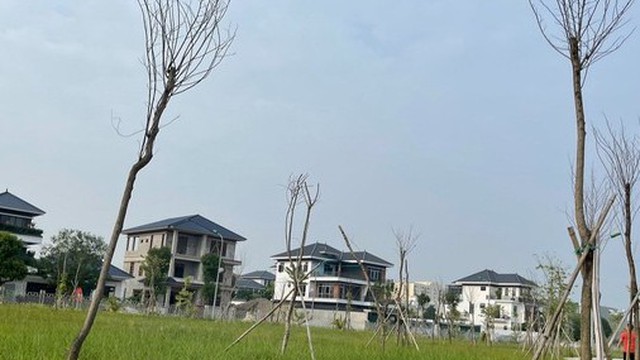 Hàng trăm cây hoa ban chết khô ở công viên 40 tỉ đồng