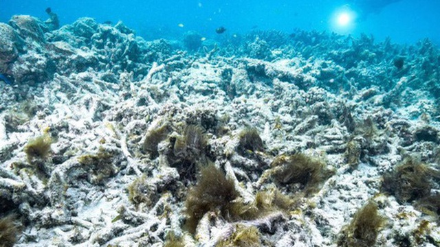 Rạn san hô Great Barrier ở Australia nên nằm trong danh sách 'đang gặp nguy hiểm'