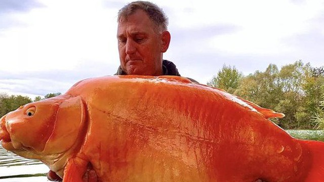 Câu được cá vàng khổng lồ nặng 30kg